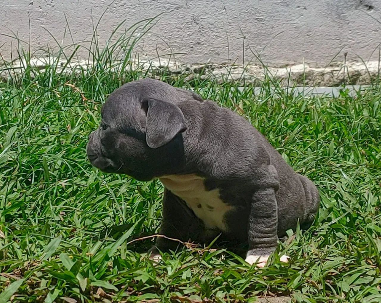 American Bully Filhote Macho Micro COM PEDIGREE  - Foto 3