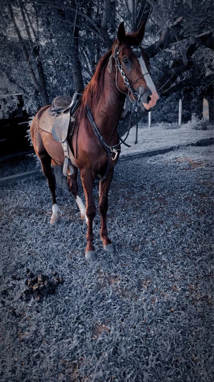  Manga Largar marchador garanhão cobertura  - Foto 3