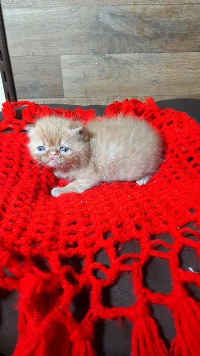 Filhotes de Persa "Perfeição" - Foto 4