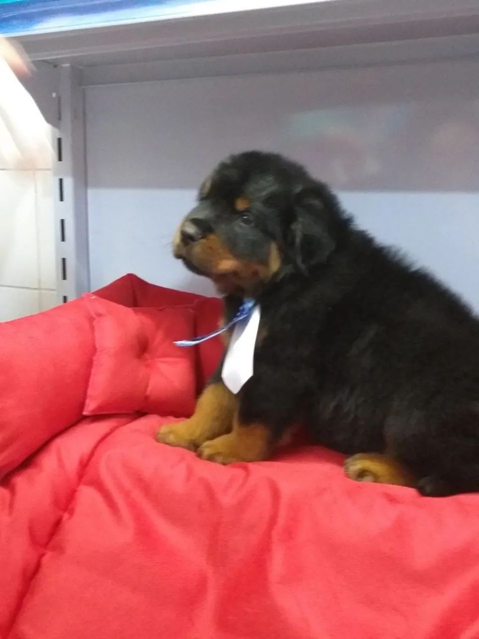 Rottweiler cabeça de tou com pedigree CBKC