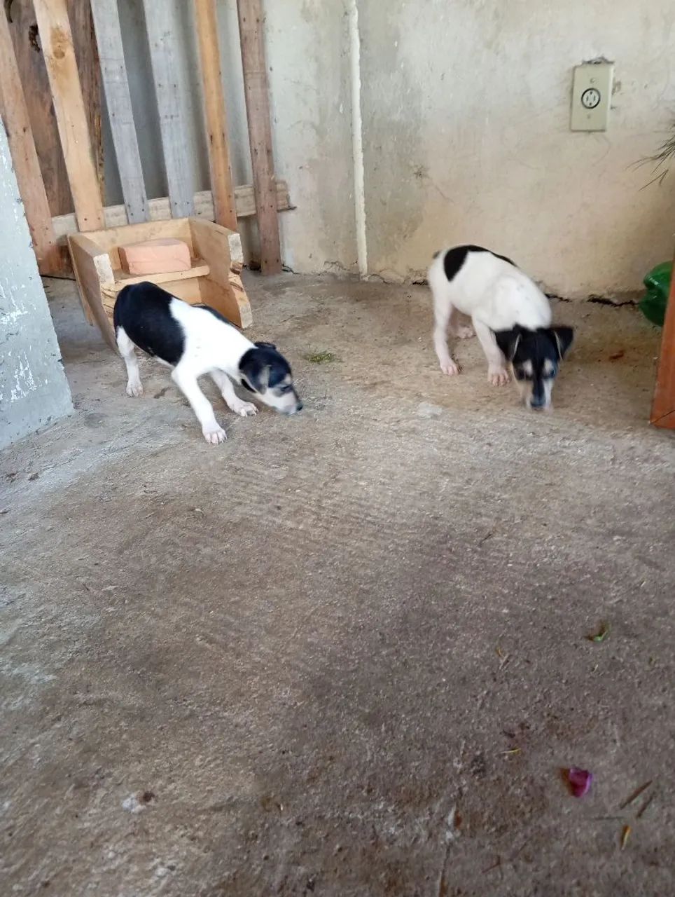 Fox Paulistinha Terrier Brasileiro 