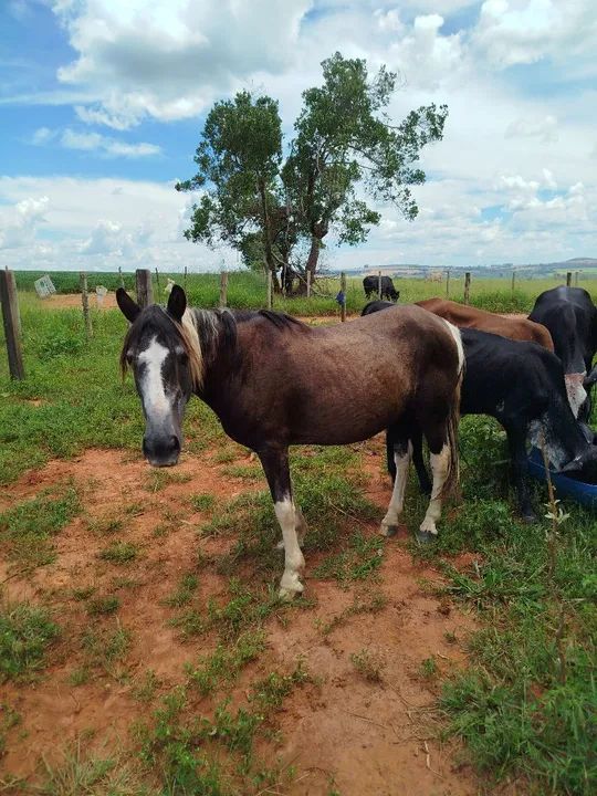 Cavalo Pampa  - Foto 5