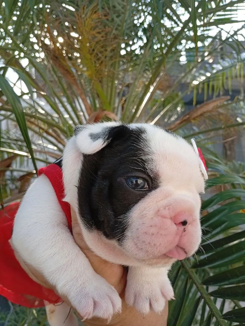 Filhotes de Bulldog Francês - Foto 5