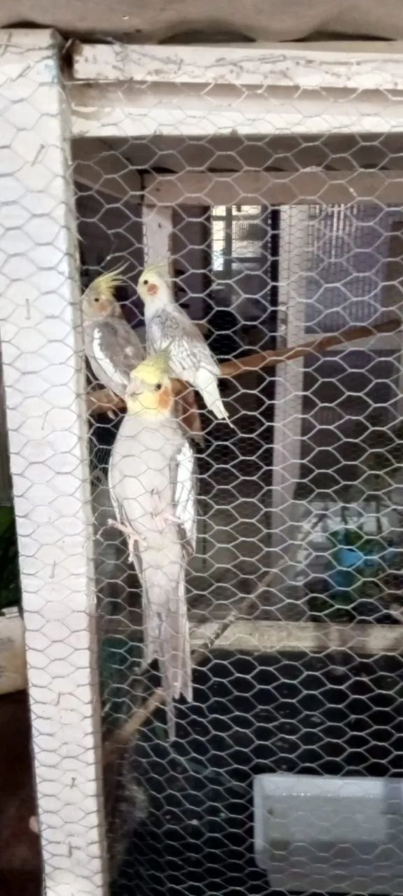 Viveiro 64309467385089121