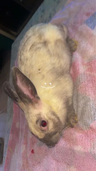 Coelhinho fofinho para adoção - Foto 2