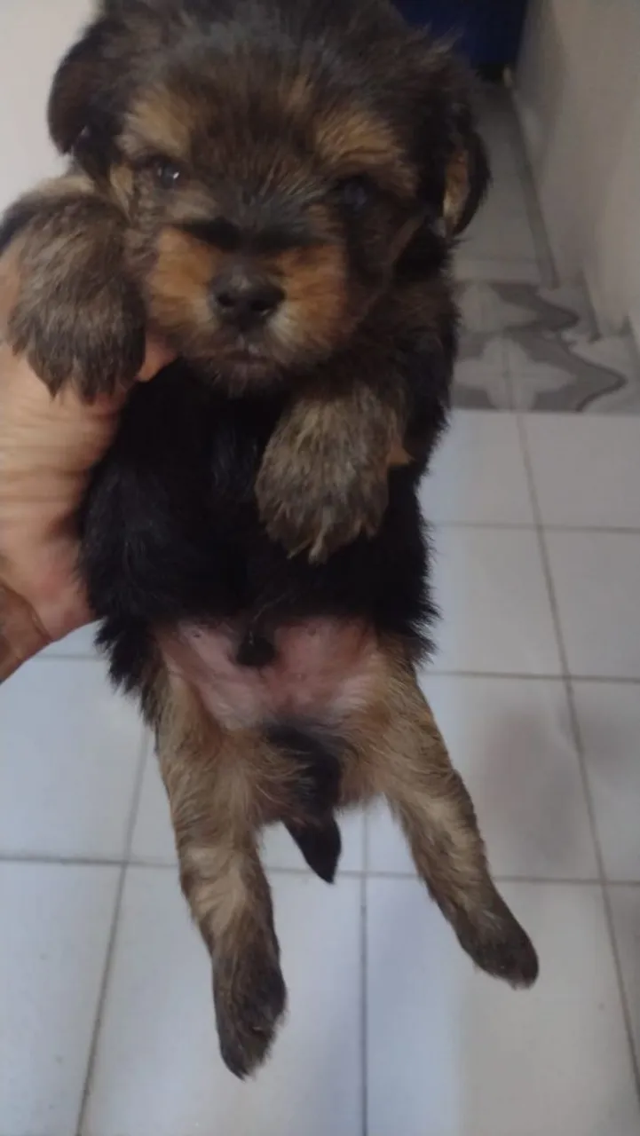 Filhote de Yorkshire Terrier disponível!
