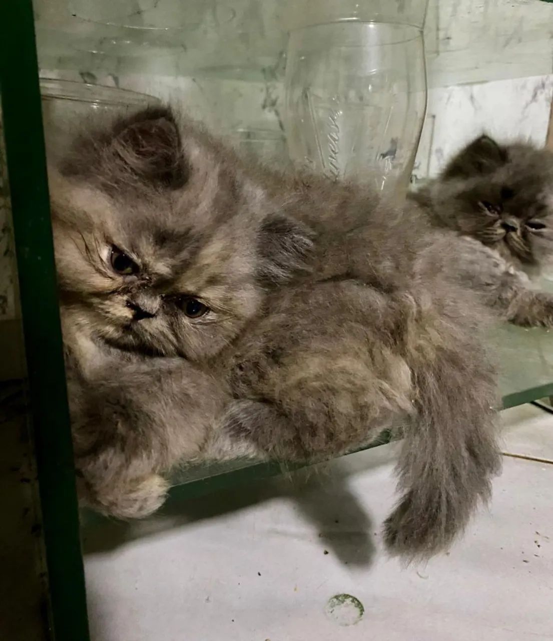 Vendo lindos filhotes de gatos persa  - Foto 4