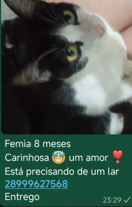 Doação responsável 2 gatinhas