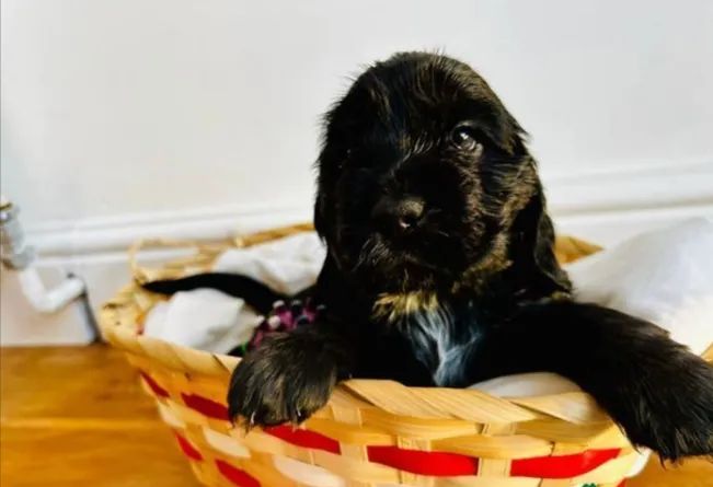 Cocker Spaniel premium criado com amor