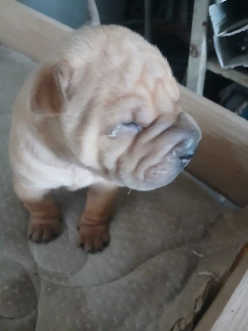 Filhotes Shar pei - Foto 2