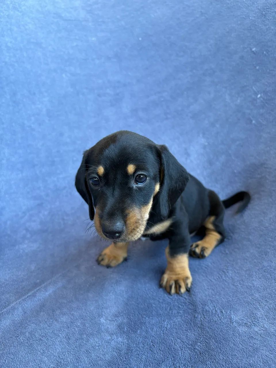 Dachshund fêmea  - Foto 2