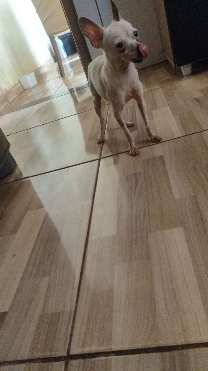 Pincher 