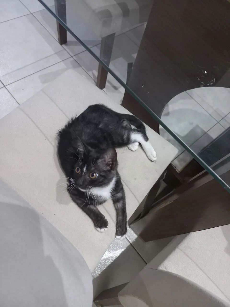 Adoção  - Foto 2