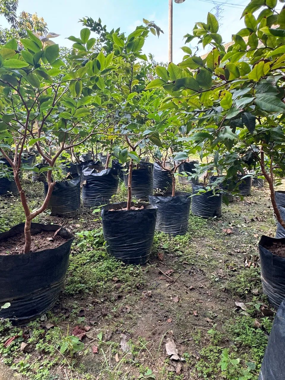 Jabuticaba mudas já produzindo - Foto 2