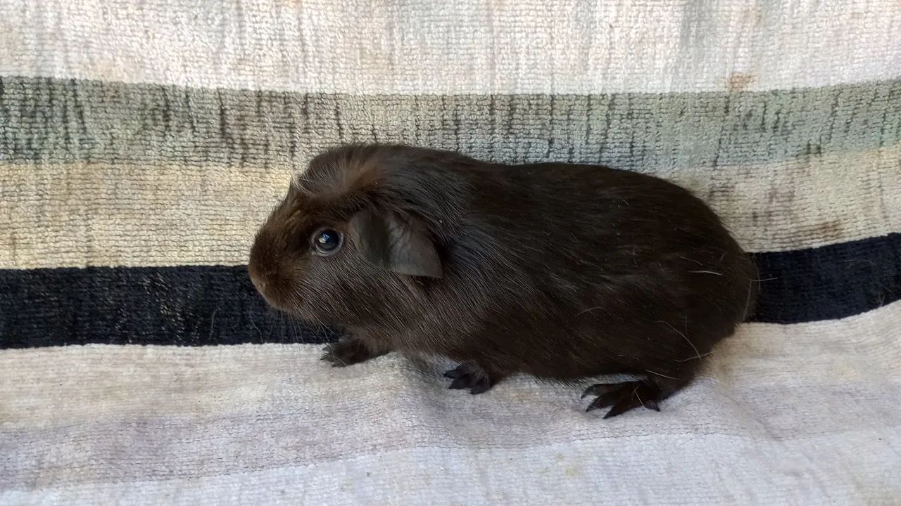 lindos animais  - Foto 2
