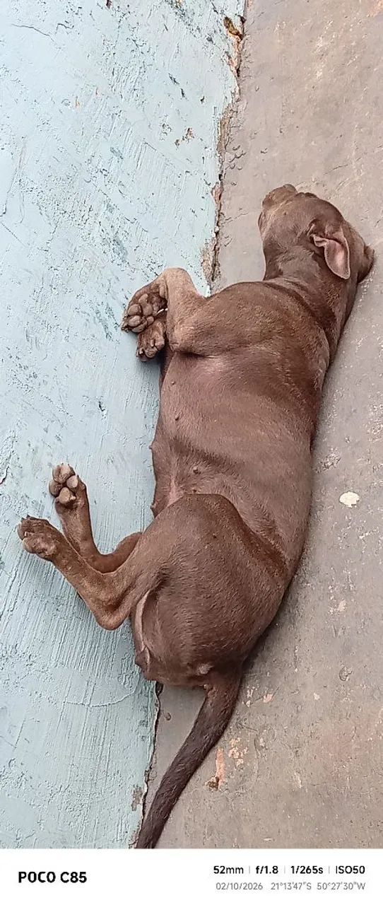 Pitbull 1ano - Foto 2
