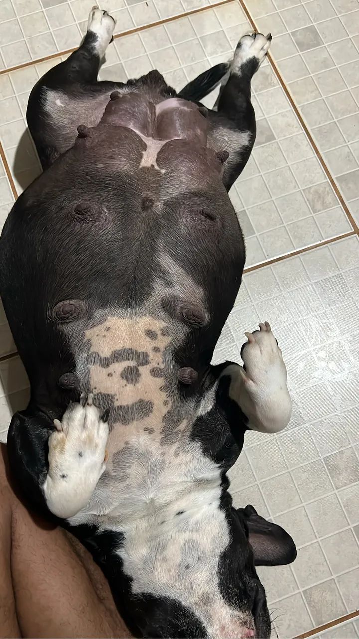 Micro Bully  - Foto 2