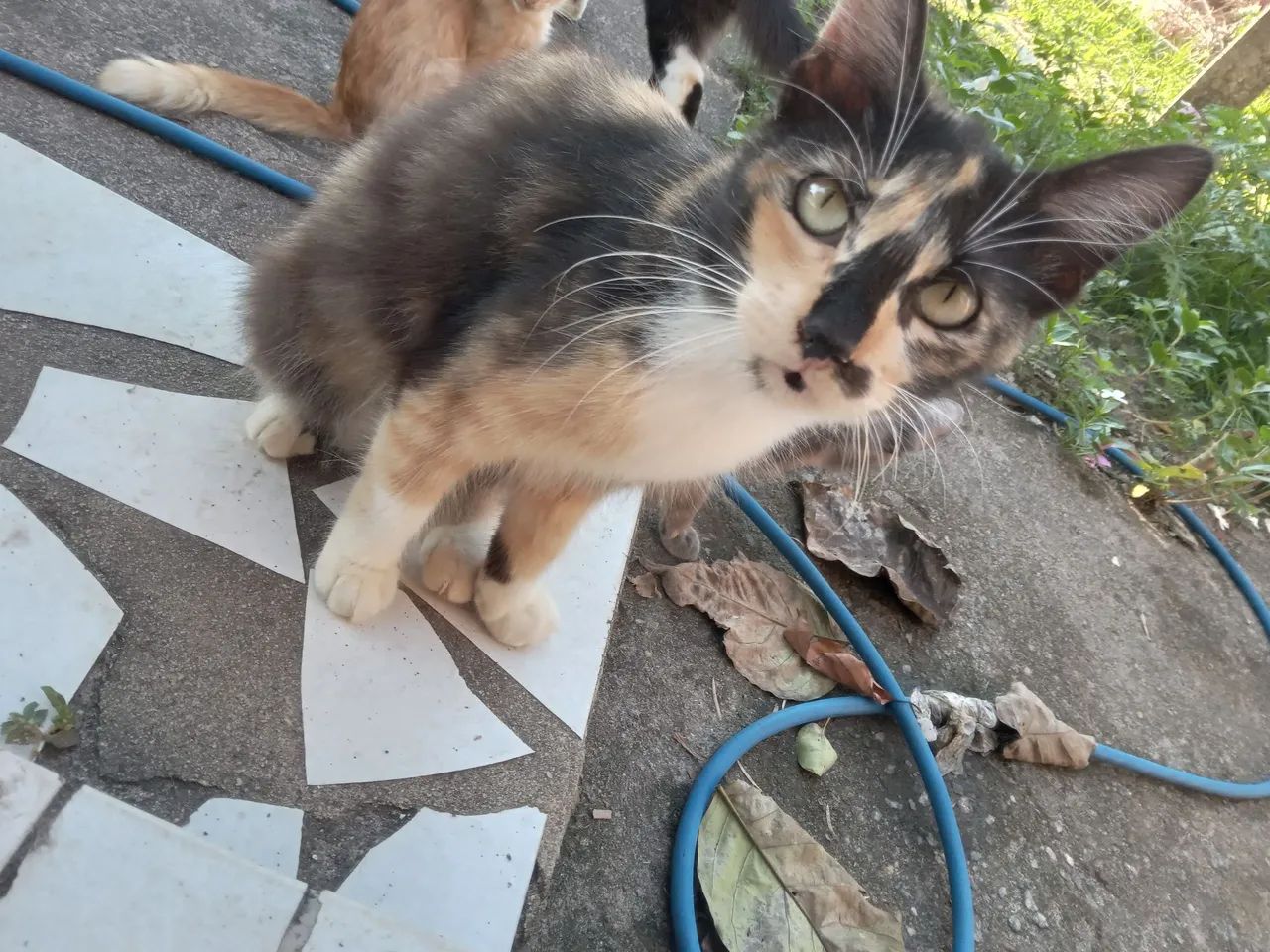 Doação de gatinhos 