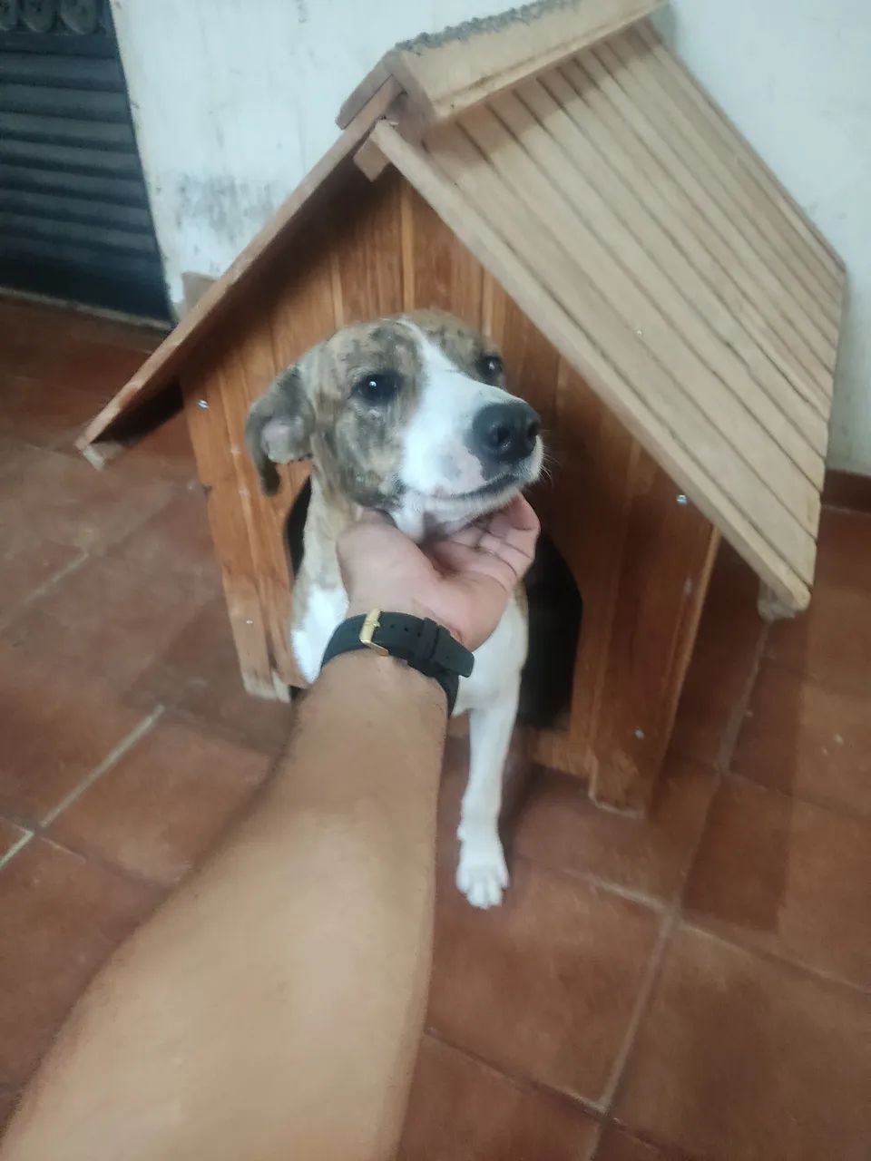 Doação castrado