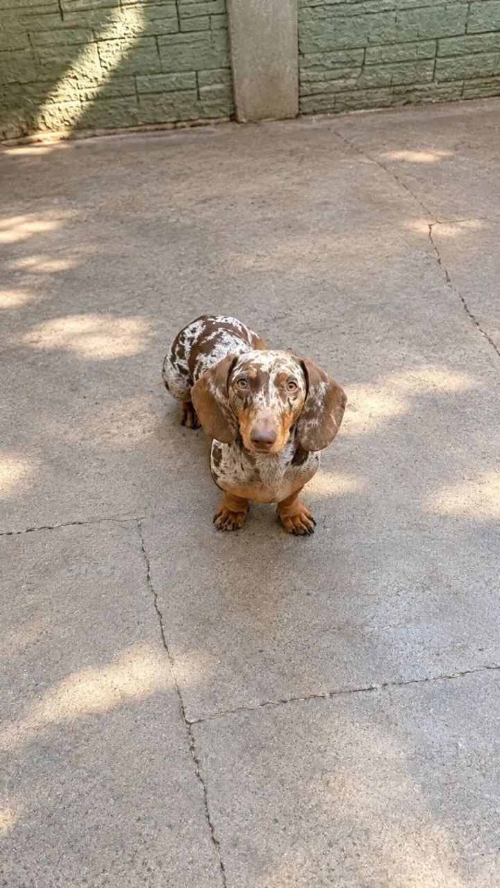 Basset 