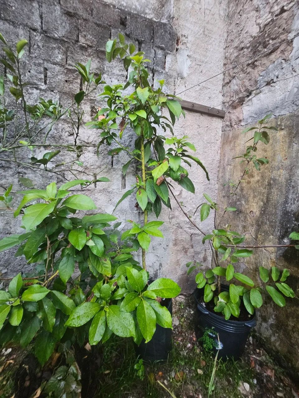 Muda de Abacate - Foto 3
