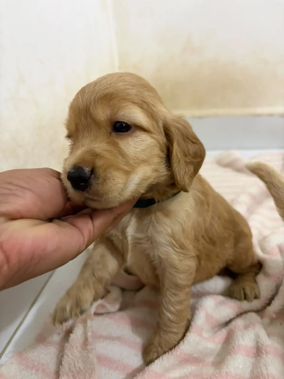 cocker spaniel inglês  - Foto 4