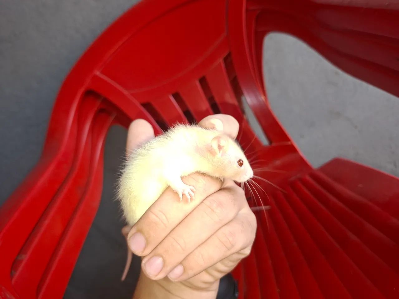 2 rato Twitter disponível  - Foto 2
