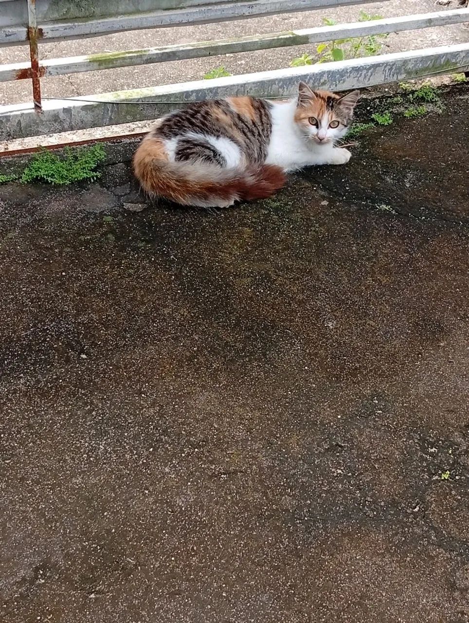 Doação de Gatos  - Foto 4
