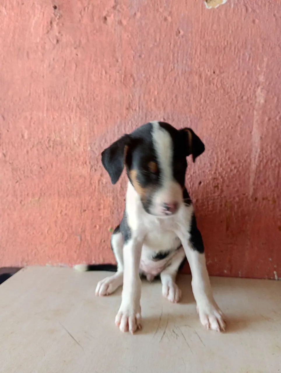 Doação Responsável  - Foto 2