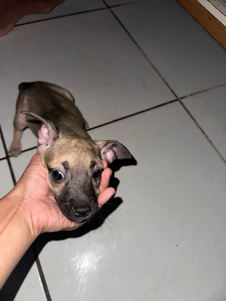 Doação de cachorrinha  - Foto 3