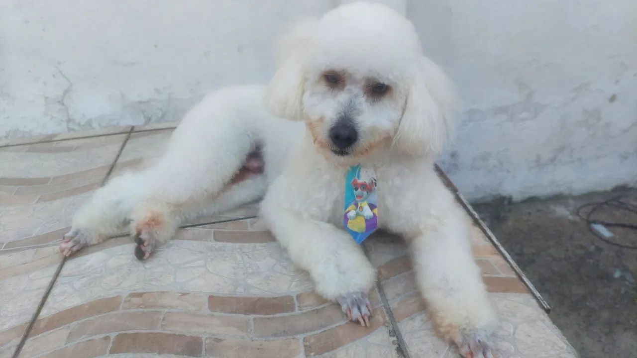 Poodley para doação 