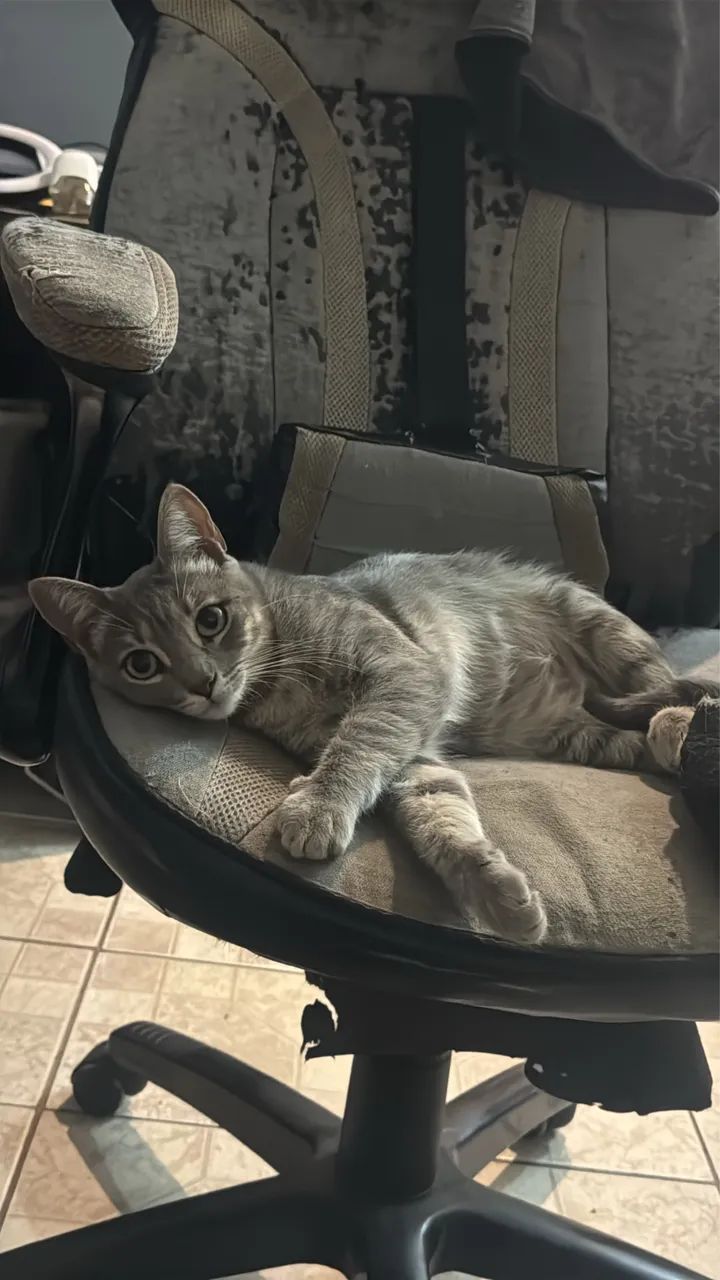 Doação gato - Foto 3