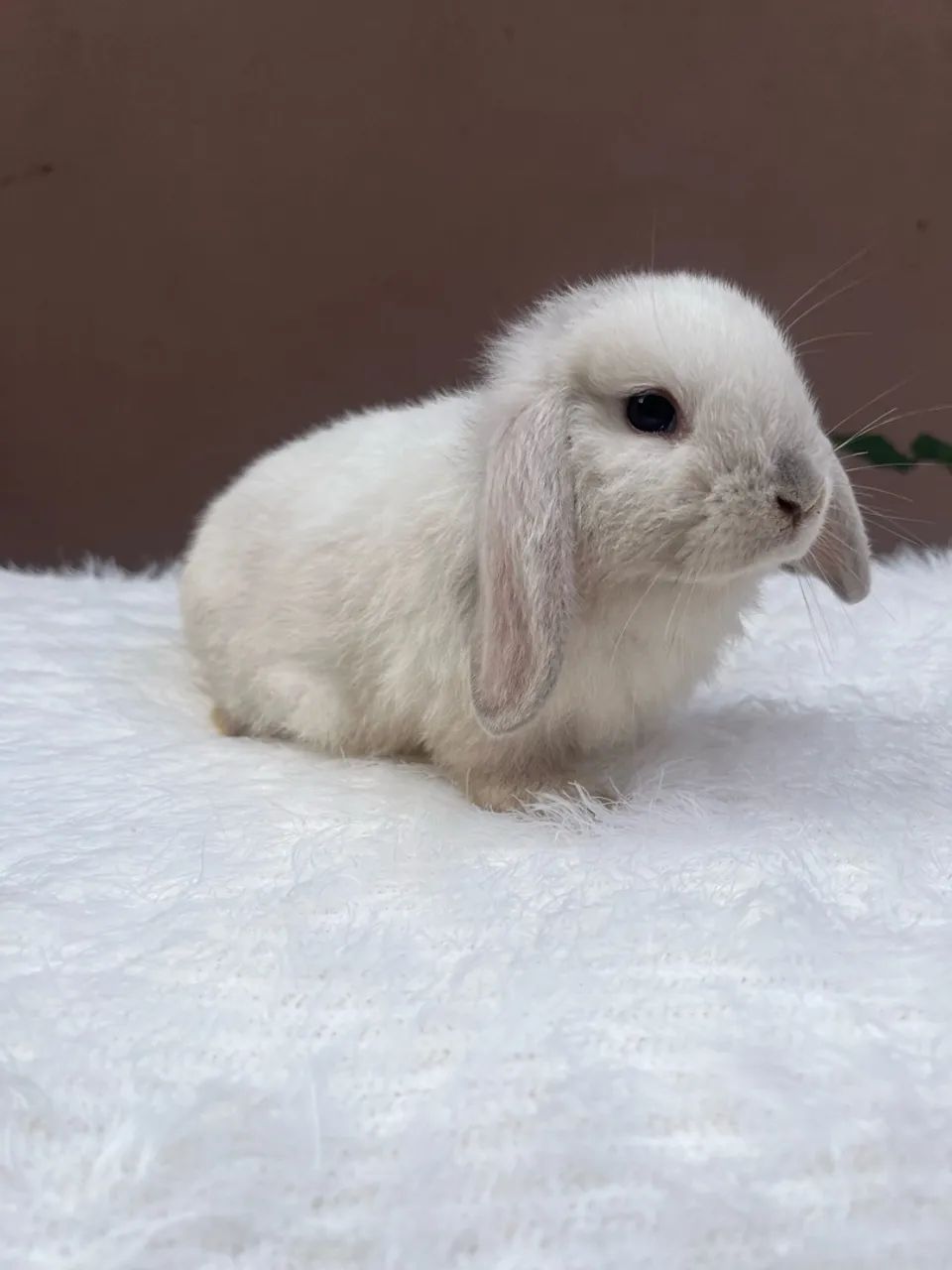 Mini coelho  - Foto 3
