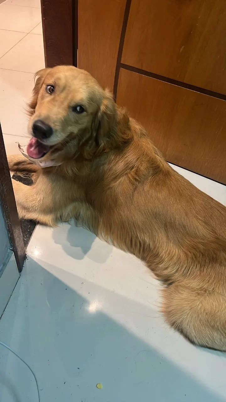 Golden - doação - 3 anos  - Foto 3