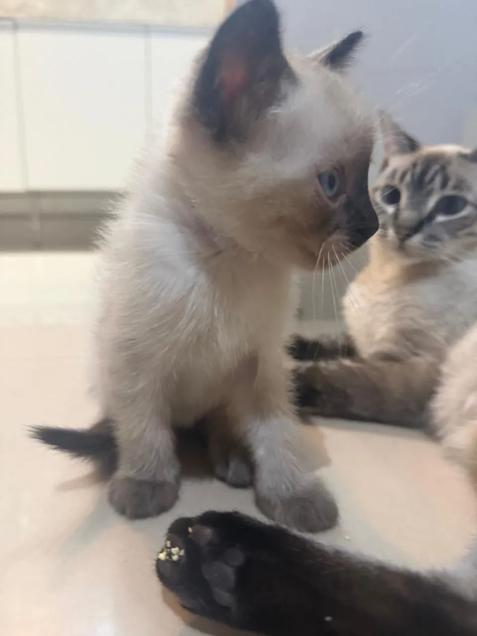 Gatinhos para adoção! - Foto 2