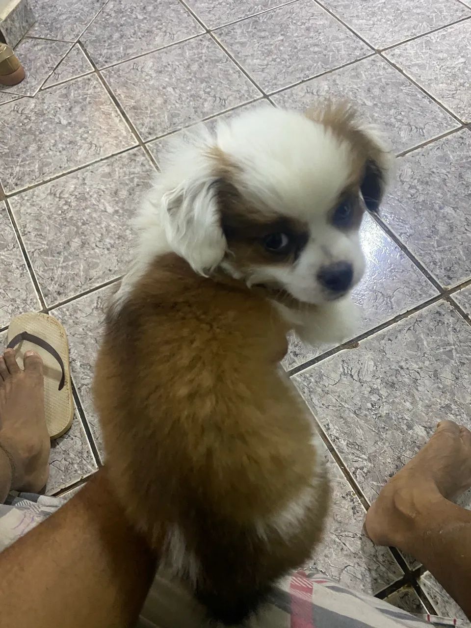 Vendo filhote de lhasa 350,00 - Foto 2