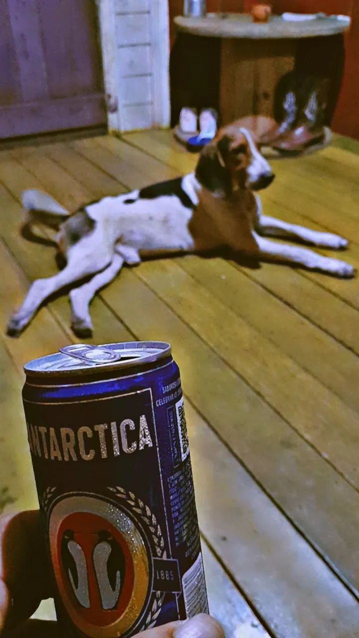 Cão de caça - Foto 2