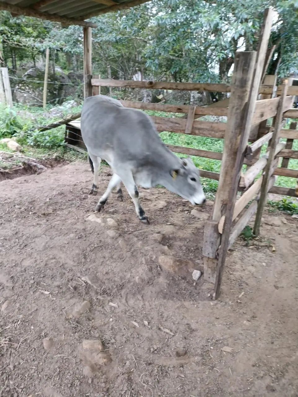 Vende-se vaca de 11 meses prenha - Foto 4