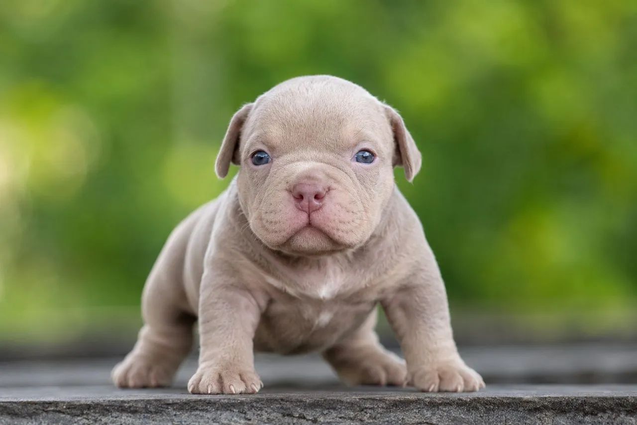 American Bully Micro filhotes 