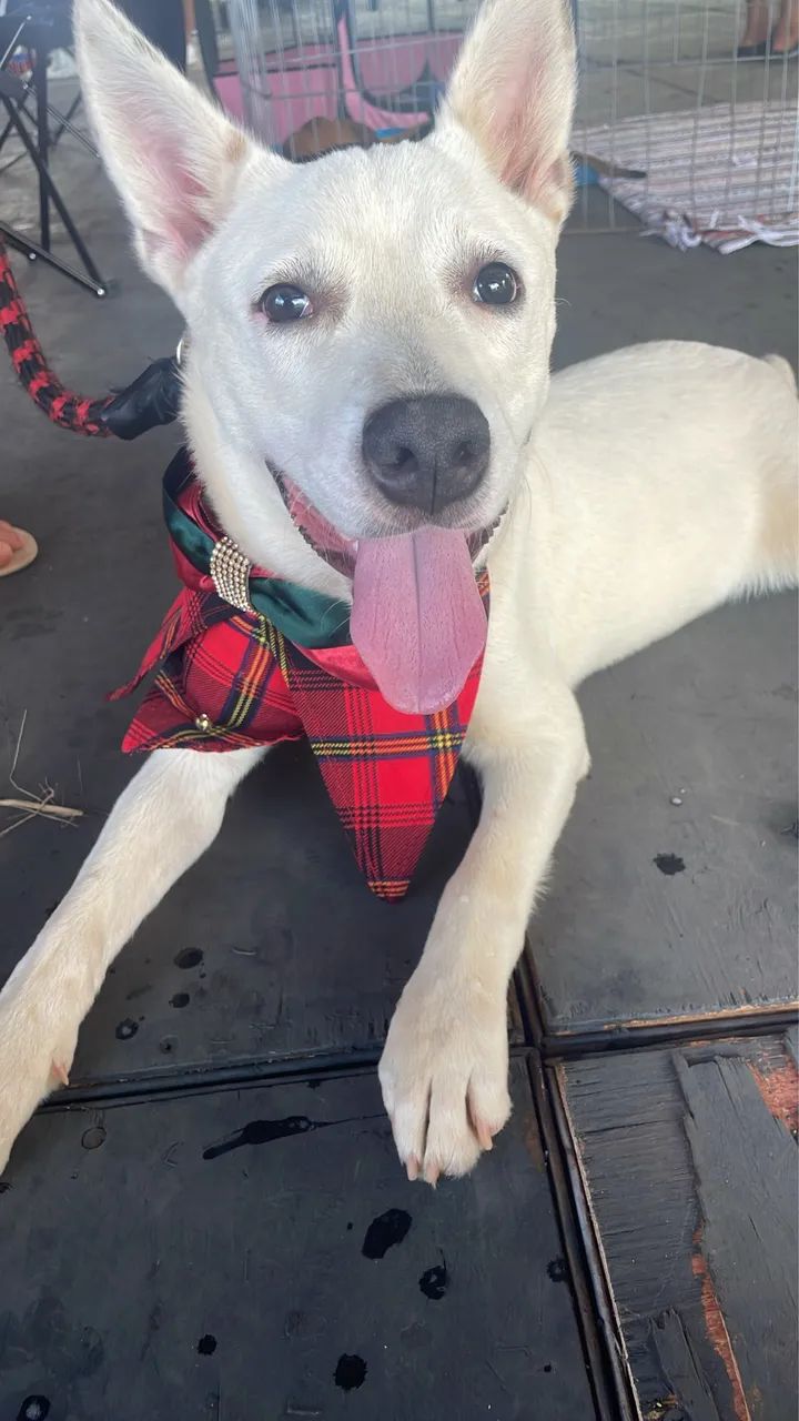 Cachorro para adoção  - Foto 4