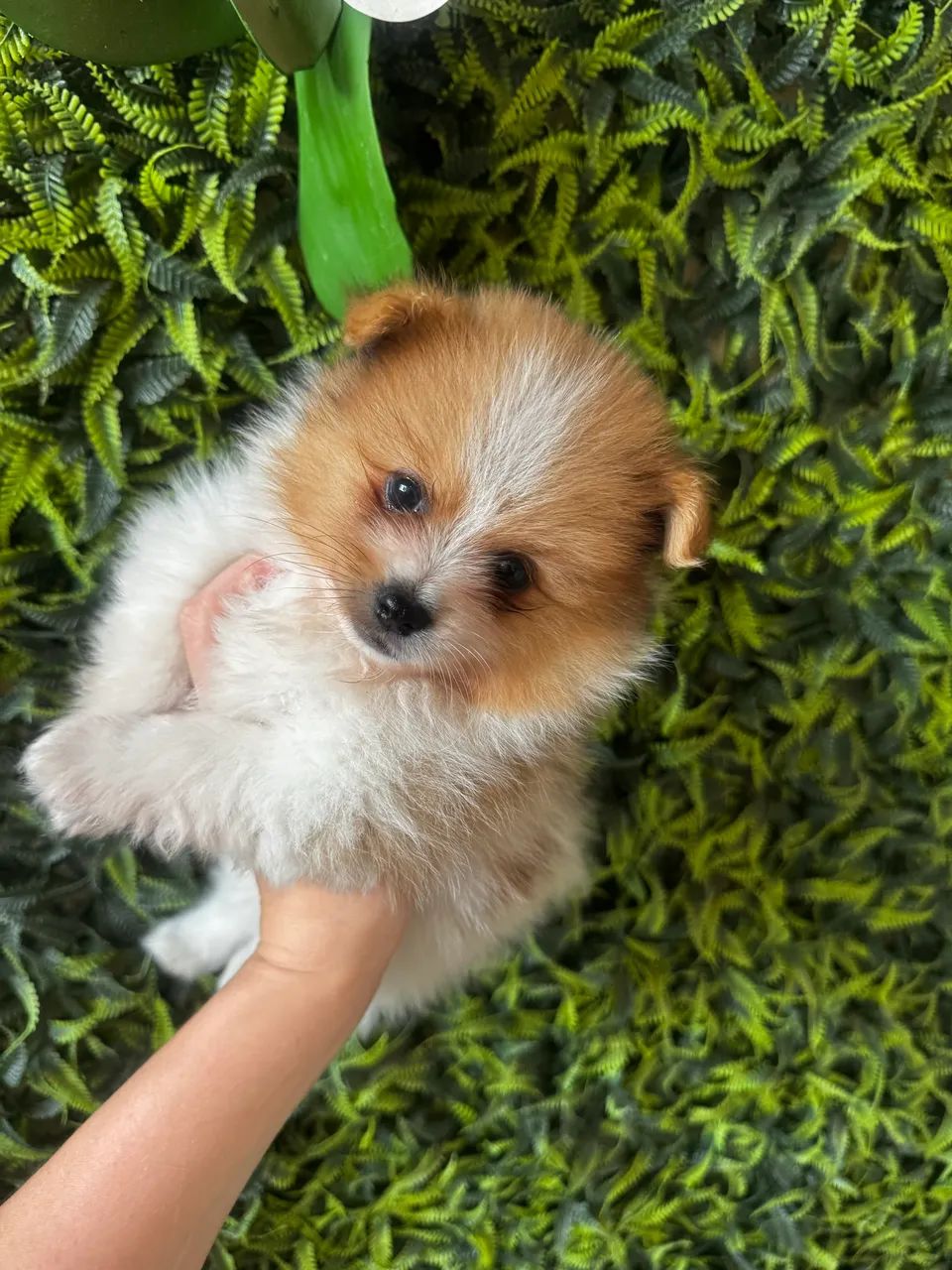Lulu macho 