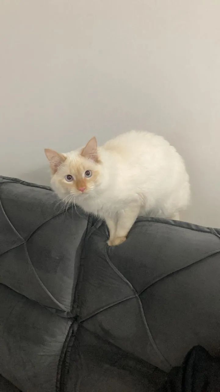 Doação de gato