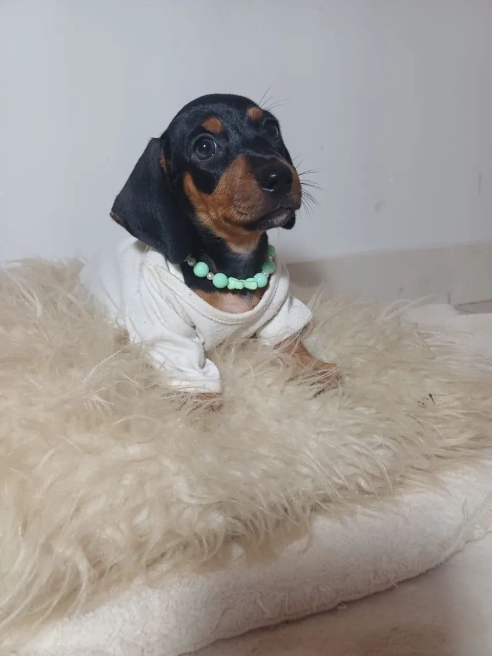 Cachorro  - Foto 3