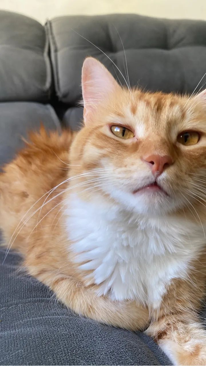 Adoção gato