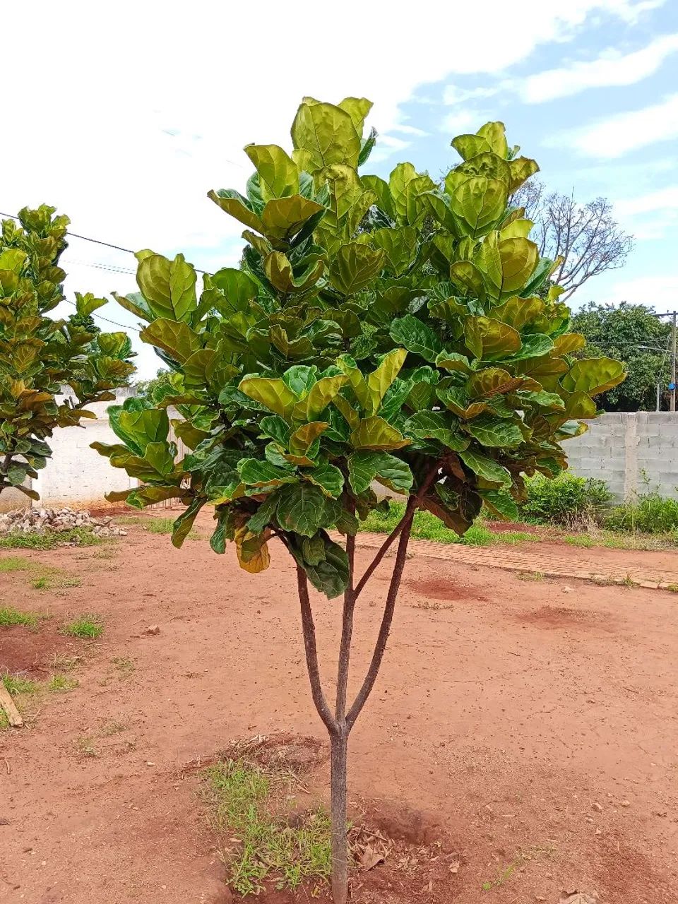 Ficus lyrata Gigante 