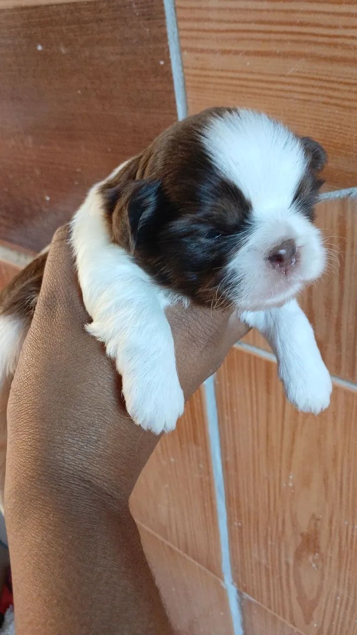 Shitzu  - Foto 3