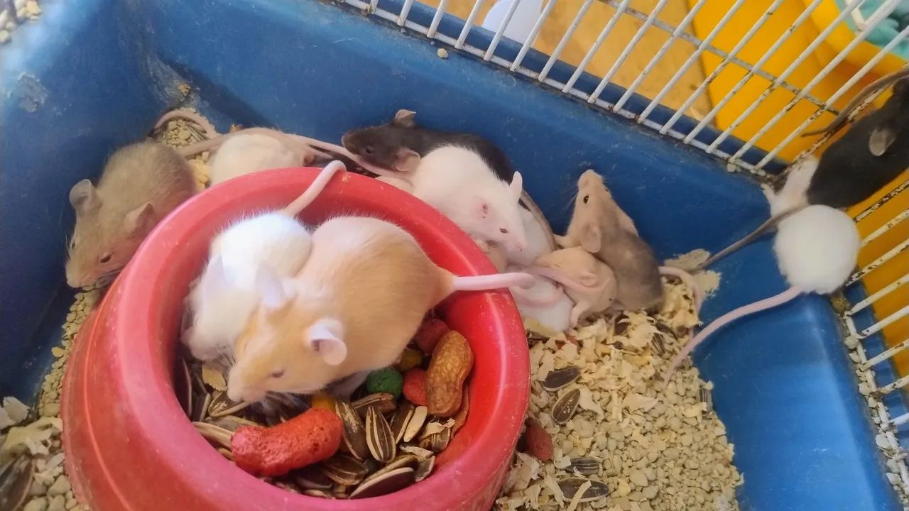 mouse446520082333050880