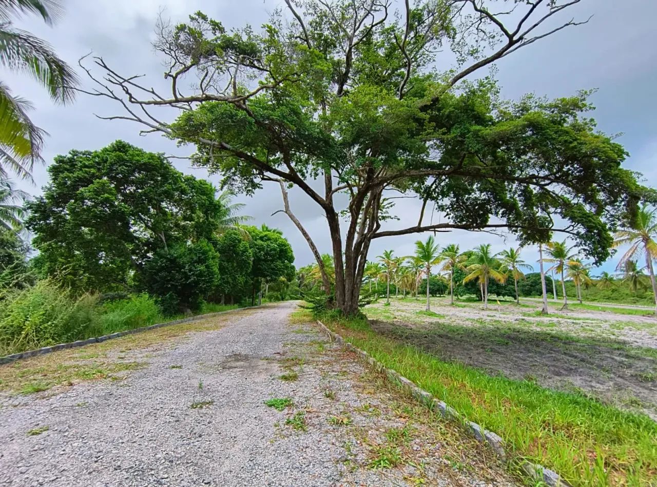 Lote em Porto de Galinhas - Oportunidade!! - Foto 3