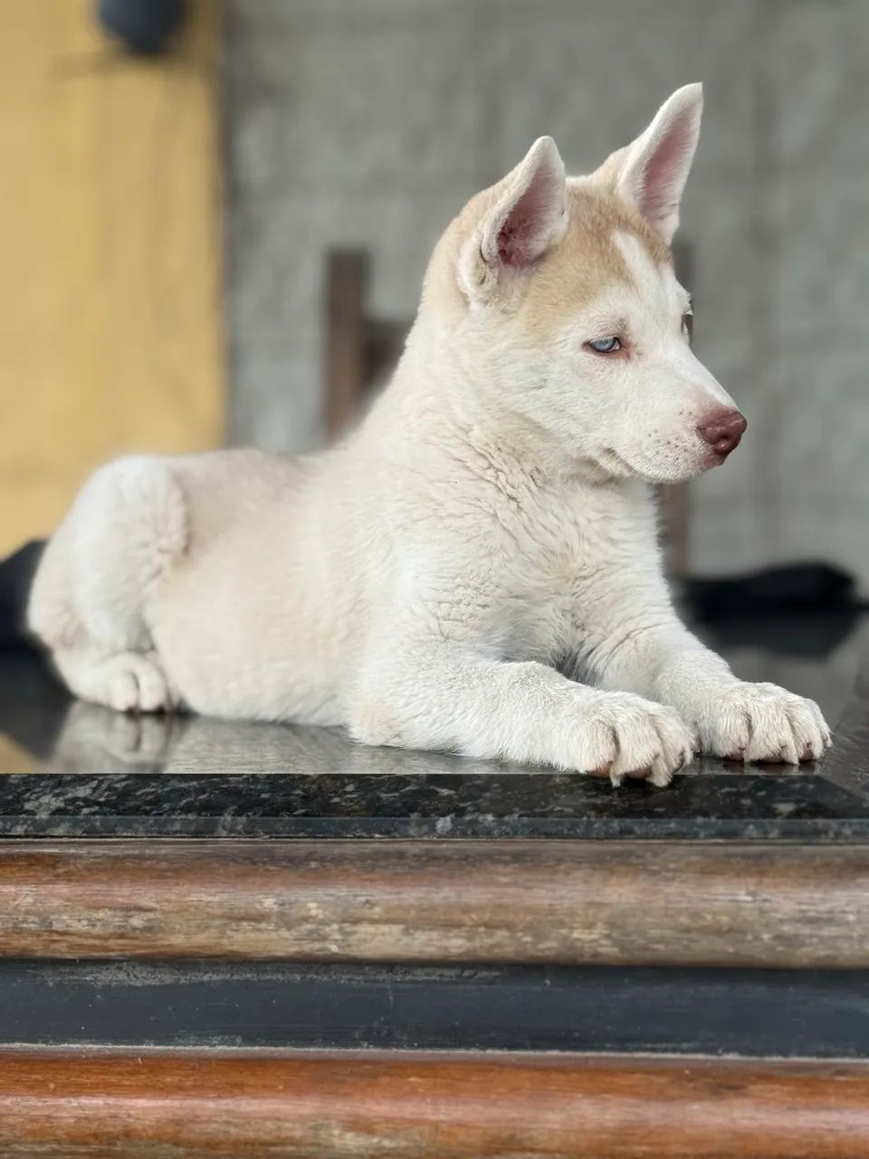 Husky Siberiano Canil Barão  - Foto 2