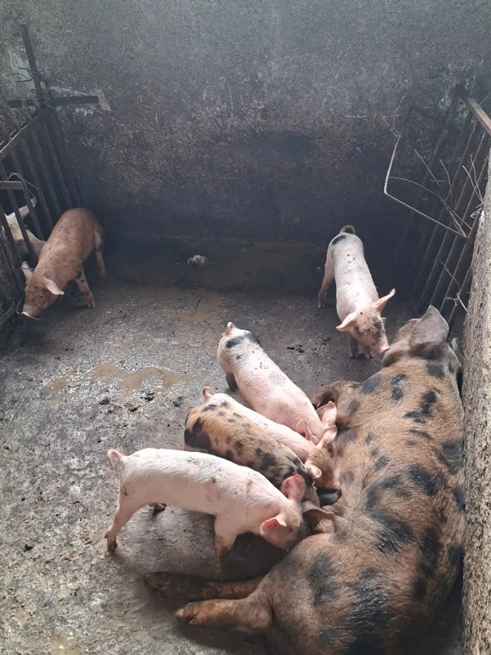 Leitões desmandos  - Foto 3